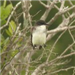 Bird with White Stomach in Branches