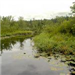 Bushes and Lily Pads in the Water