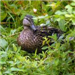 Duck in the Bushes