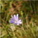 Light Purple Flower in Grass
