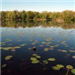 Lily Pads across the Water