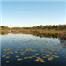 Lily Pads Covering the Water