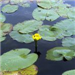 Lily Pads in Water with Yellow Flower