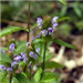 Small Purple Flowers