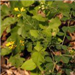 Weeds on Ground with Small Yellow Flowers