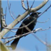 Black Bird in the Tree Branches