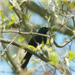 Black Bird Perched on Tree Branch