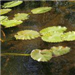 Closeup of Lily Pads