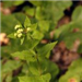 Green Plant with Small White Flowers