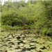 Lily Pads Covering Water