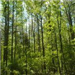 Many Tall Green Trees in Woods
