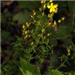 Small Yellow Flowers on Vine Plant