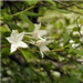 Three White Flowers on Branch