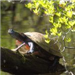 Turtle on Wood Log