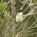Bird with White Stomach in Branches
