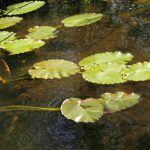 Closeup of Lily Pads