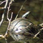 Closeup of Turtle in the Water