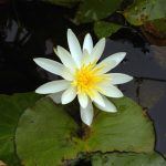 Closeup of White Daisy