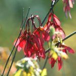 Drooping Red Petal Plant