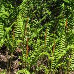 Green Fern Leaves