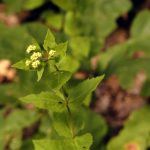 Green Plant with Small White Flowers