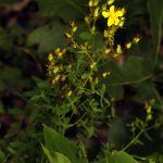 Small Yellow Flowers on Vine Plant