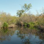 Tall Green Tree on Shoreline