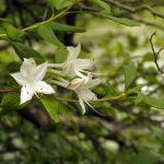 Three White Flowers on Branch