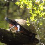 Turtle on Wood Log