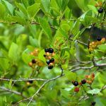 Yellow and Dark Berries on Tree